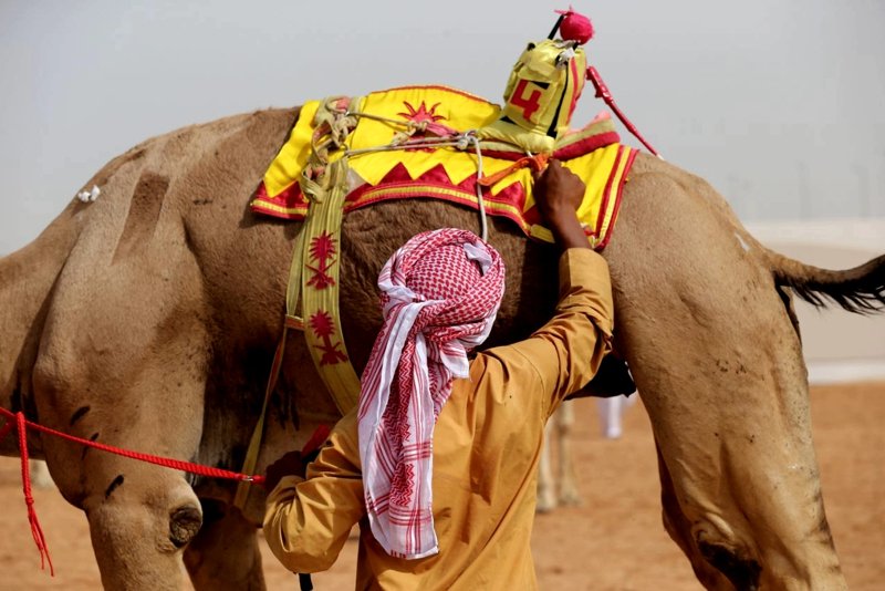 Al Marmoum Camel Race Track Dubai