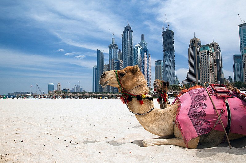 Camel is having a rest, Dubai