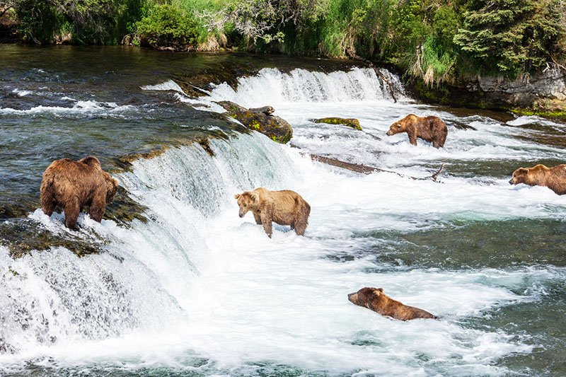 Brook Falls, Anchorage