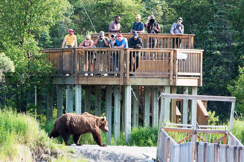 Viewing Plattform, Brooks Camp, Anchorage