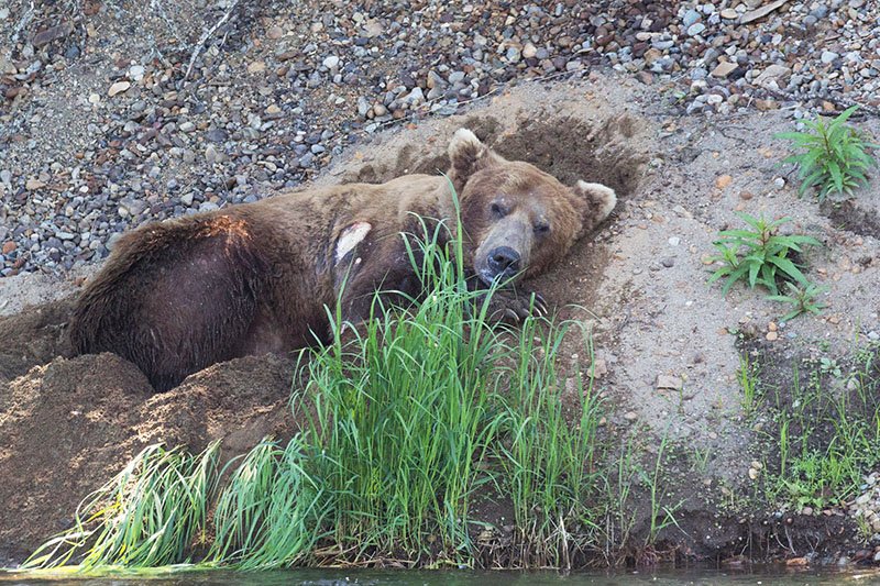 Bear, Anchorage