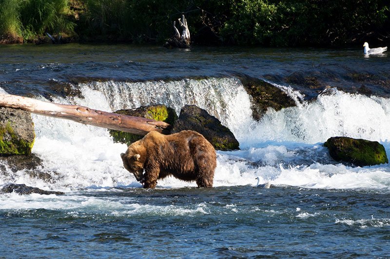 bear, Anchorage