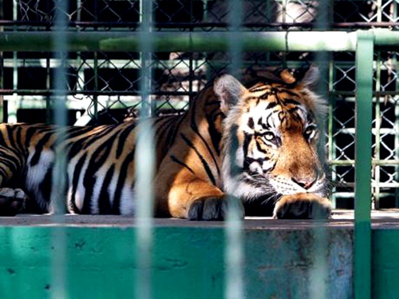 Bengal tigers, Dubai