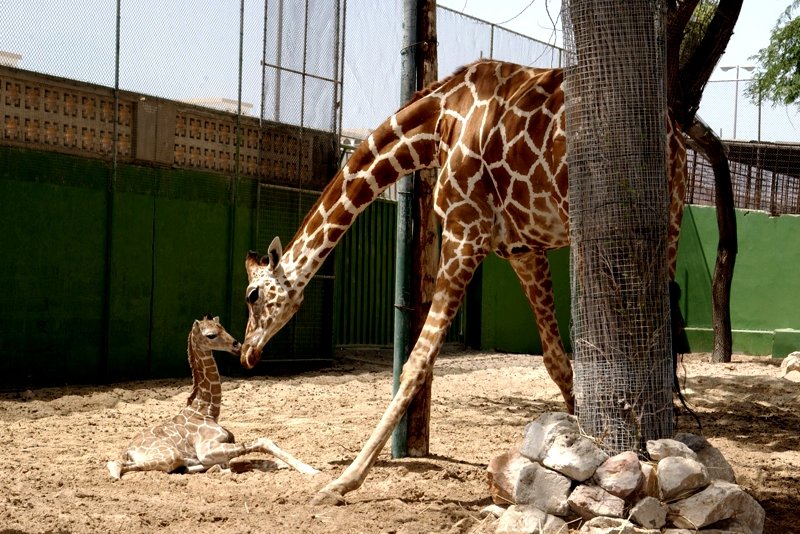 Giraffe, Dubai