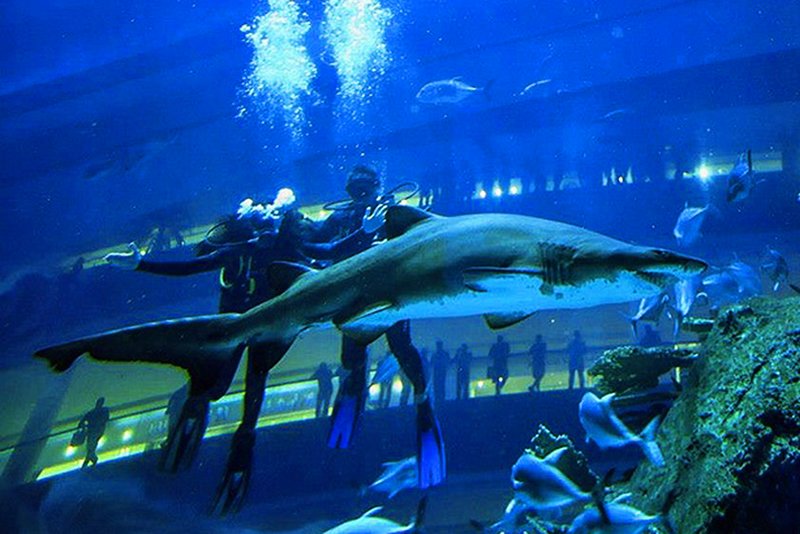 Sharks, Dubai