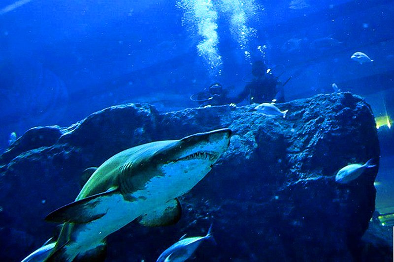 Sharks, Dubai