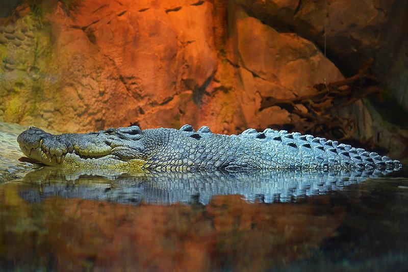 How To See The King Croc In Dubai