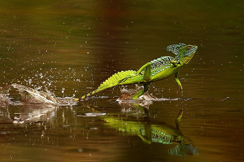 Lizard, Granada