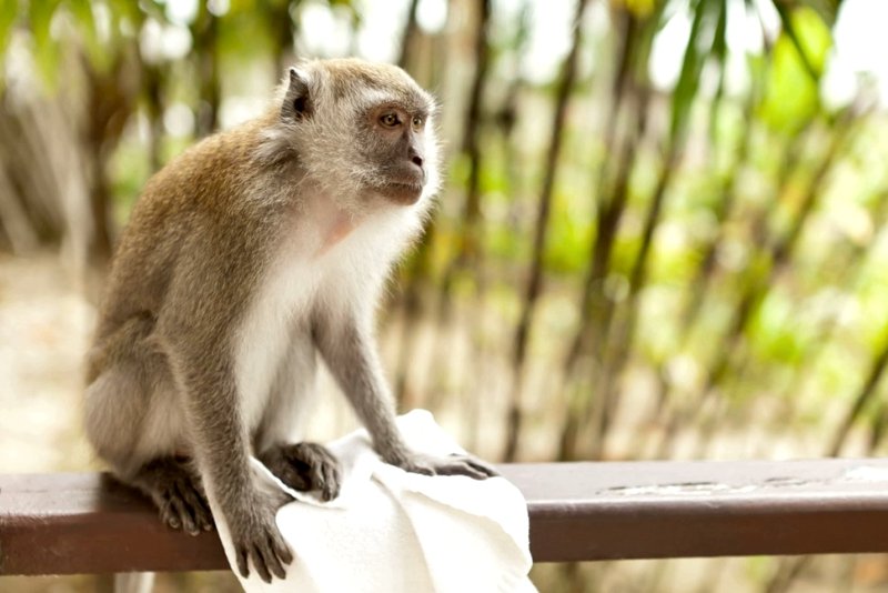 Monkeys, Kuala Lumpur