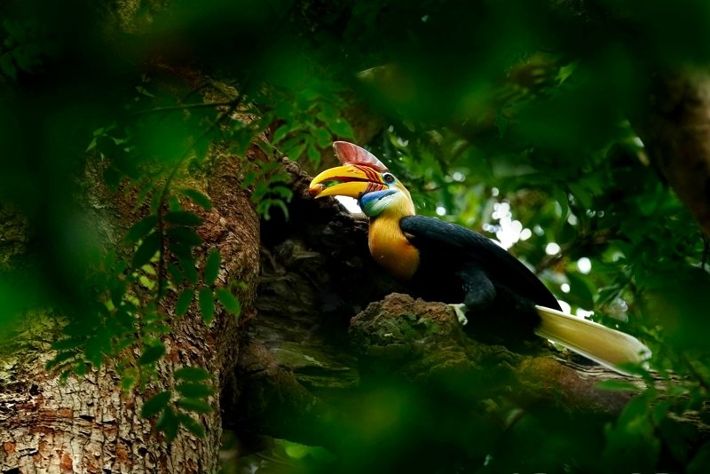 Hornbills, Kuala Lumpur