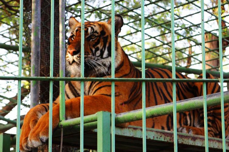 Bengal tiger, Dubai