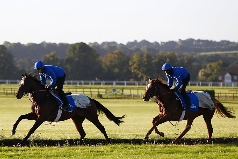 Daily exercise of horses, Dubai