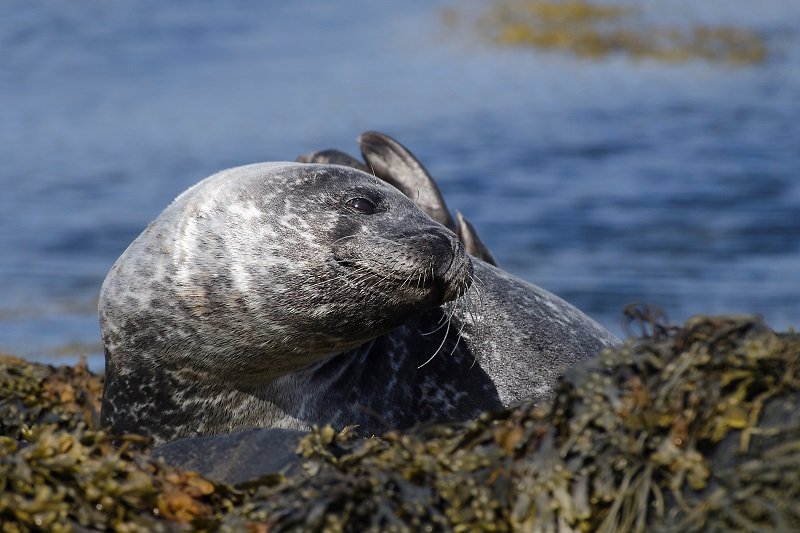 Seal smiling, Reykjavik