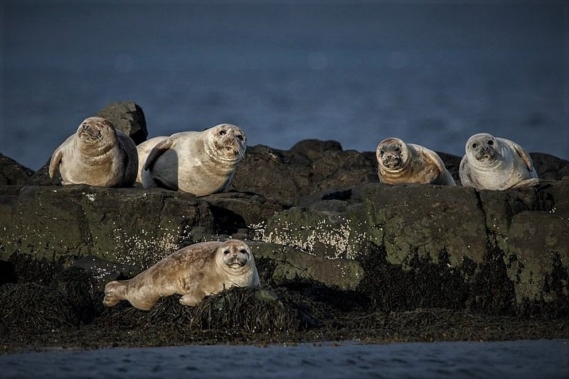 Seal colony near the Ytri-Tunga, Reykjavik