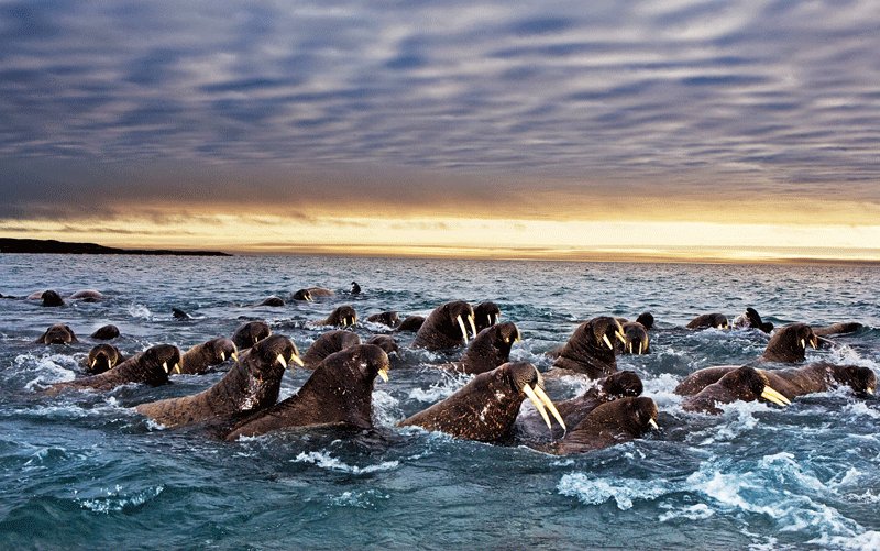 Waruses migartion to the shore, North Slope