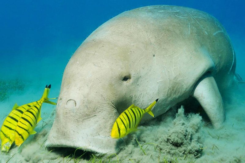 Sea cow, Dubai