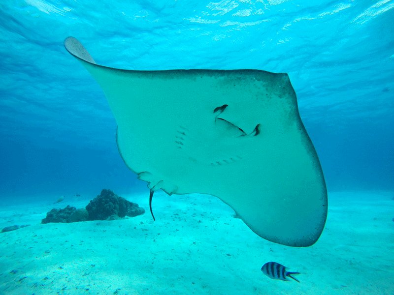 How to swim with stingrays on Bora Bora