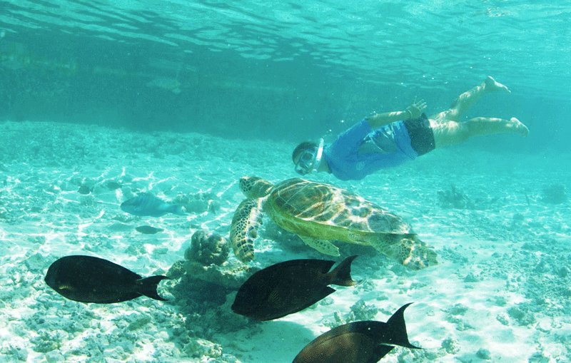 Snorkeling in Bora Bora, Bora Bora