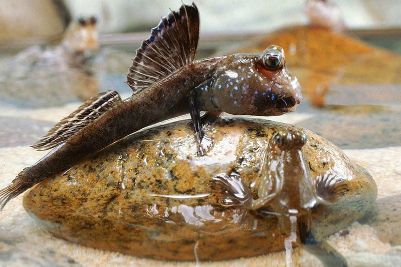 Walking goby, Phuket