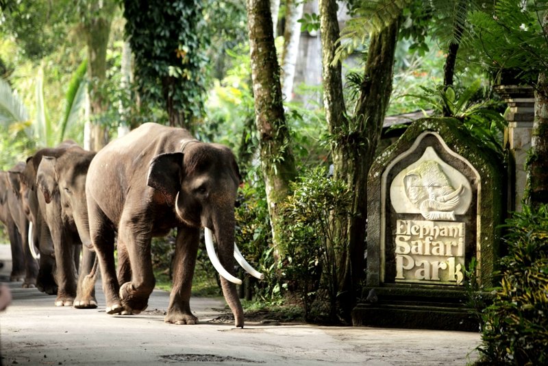 Take an elephant ride, Bali
