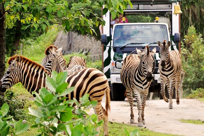 Bali safari and Marine Park, Bali