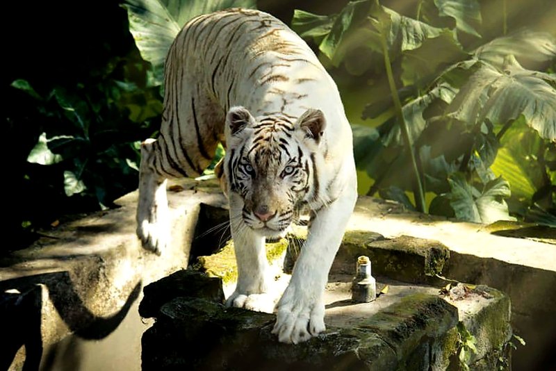 White Tiger : 5 Things you Need to Know - Taman Safari Bali