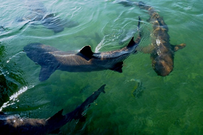 Go fishing for huge catfish, Pattaya