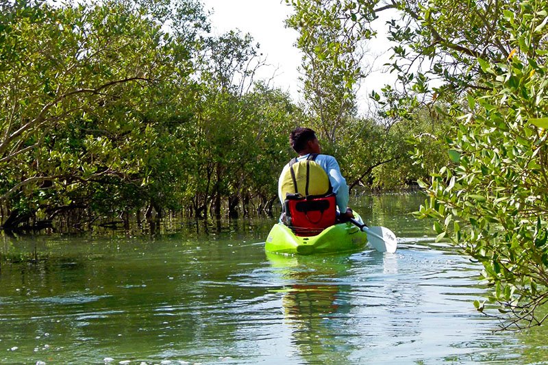 Mangroves park, Abu Dhabi