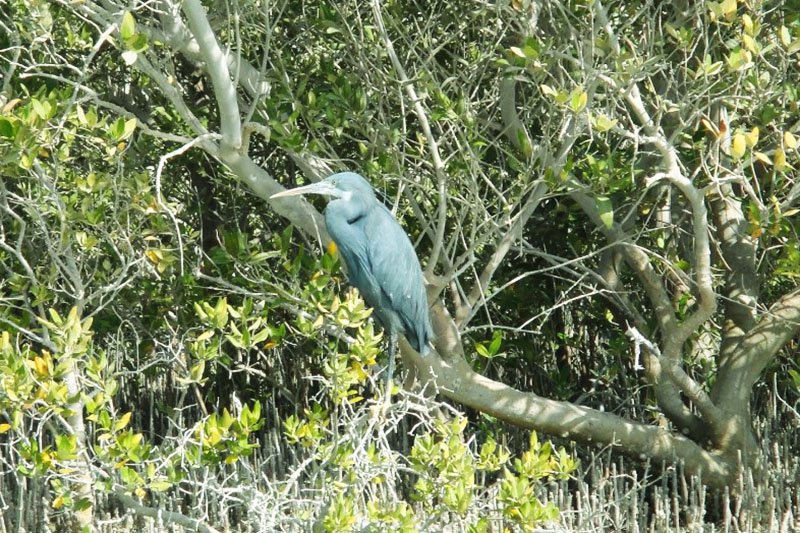 Bird, Abu Dhabi