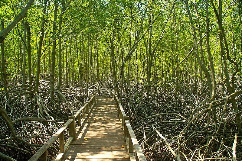 Mangroves, Phuket