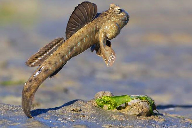 The mudskipper, Phuket