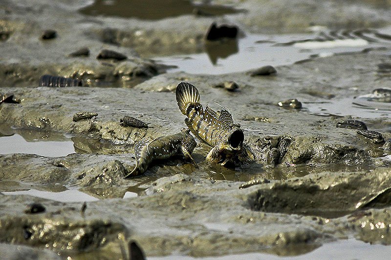 Mudskipper, Phuket