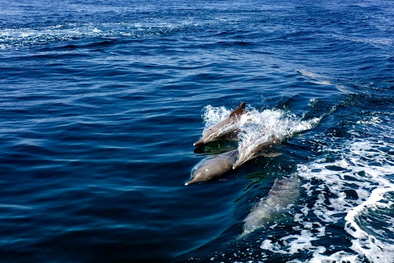 arabian gulf sea