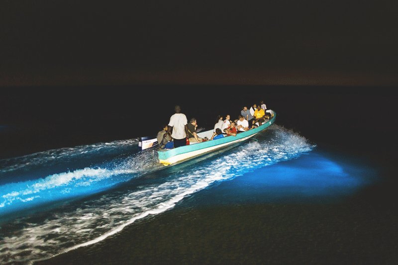 Toyama Bay, The boat takes you to the breeding area of the firefly squides, Tokyo