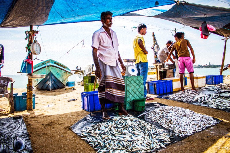 Koggala, Fish Market, Galle