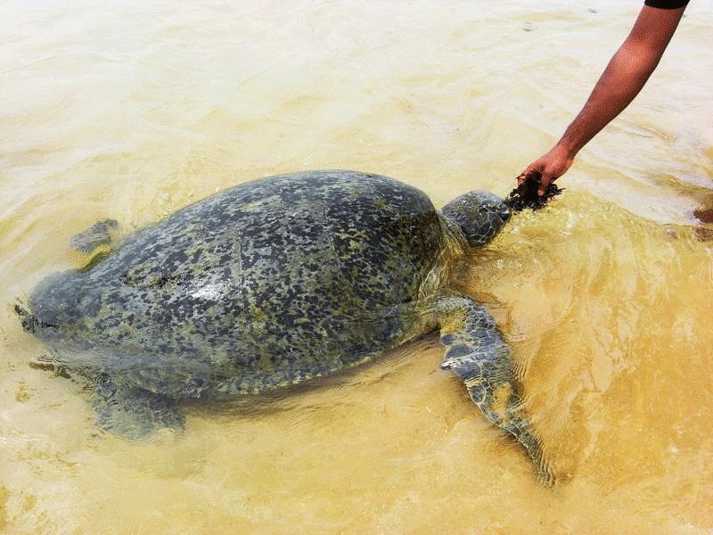 Hikkaduwa, The turtles near Sri Lanka sore got used to eat right from the hands, Galle