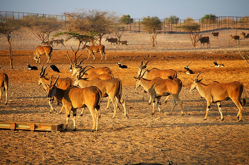 Safari on Sir Bani Yas, Abu Dhabi