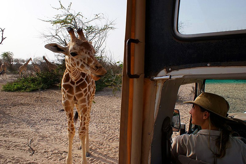 Safari on Sir Bani Yas, Abu Dhabi