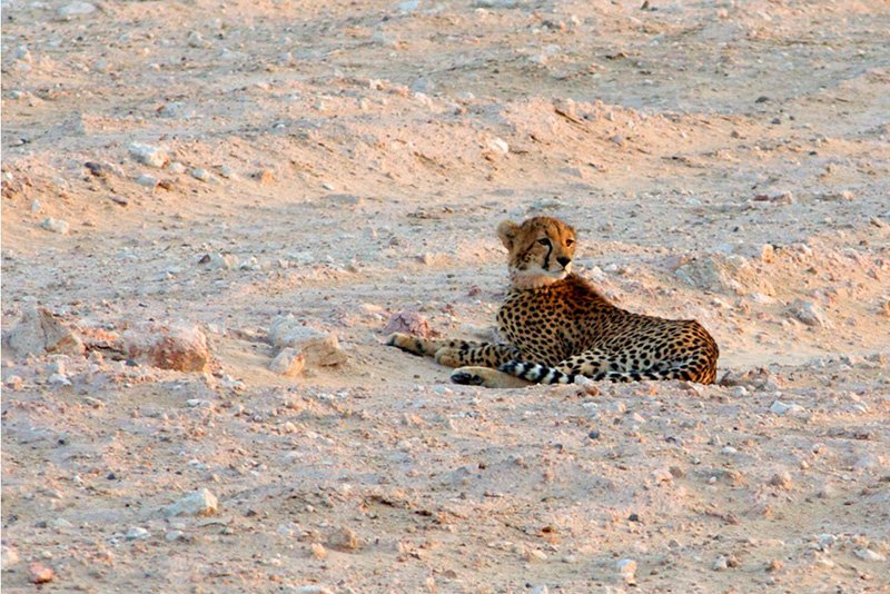 Safari on Sir Bani Yas, 