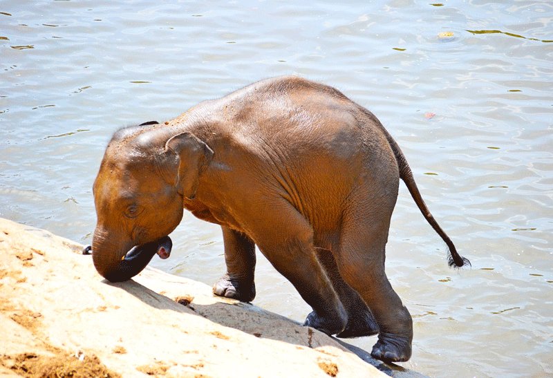 Pinnawala Elephant Orphanage, Kandy