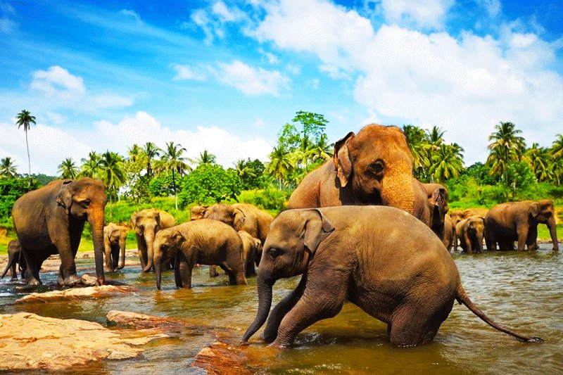 Pinnawala, 90 creatures live in Pinnawala Elephant Orphanage, Kandy