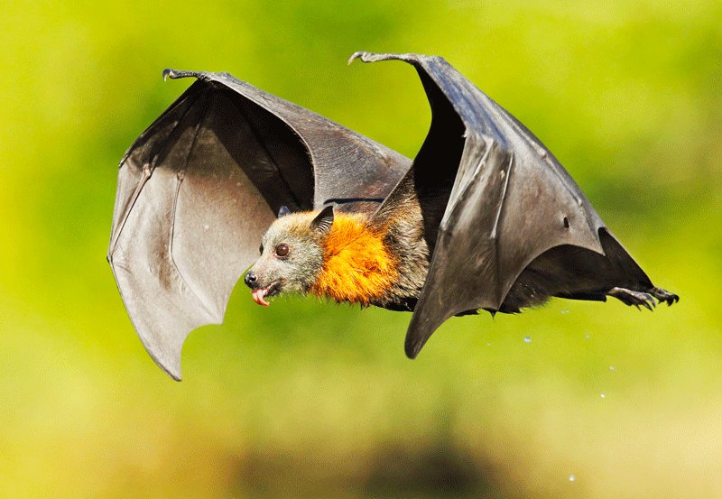 Peradeniya, Indian flying fox could weight up to 1 kilo, its wingspan is up to 1.5 meters, Kandy