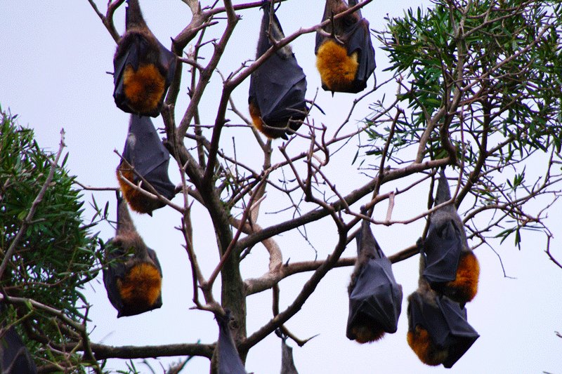 Peradeniya, Overnight stay of the indian flying foxes in Royal Botanic Garden, Kandy