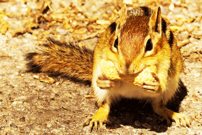 Toronto, Starved chipmunks are isolent, Toronto