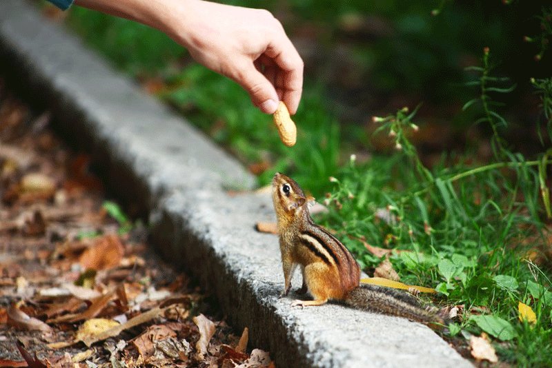 Toronto, Chipmunks in High Park, Toronto