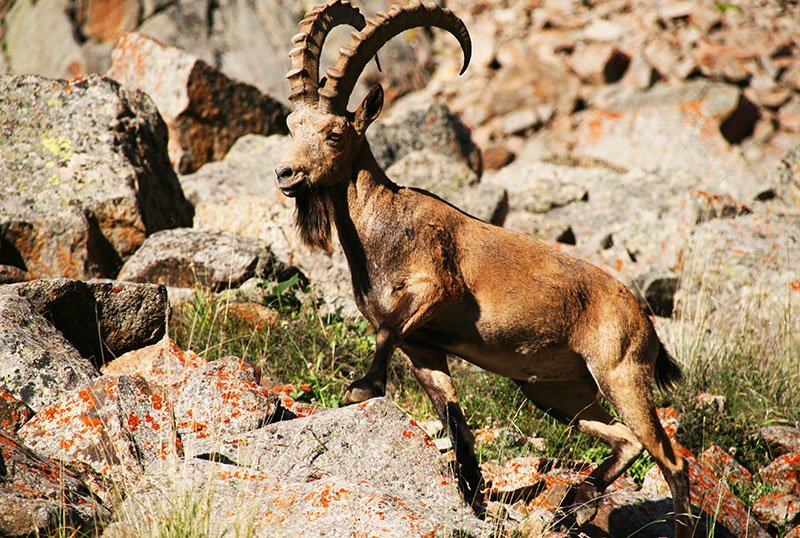 Mountain sheep, Bishkek