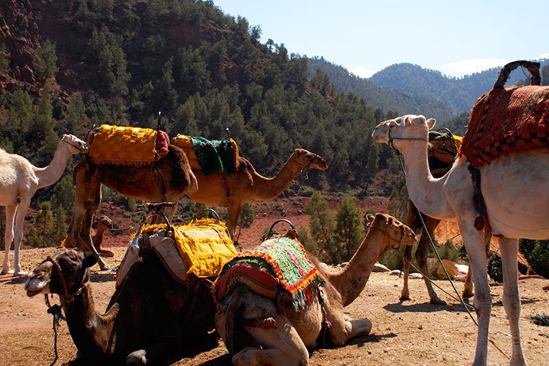 Camel stop, Marrakesh