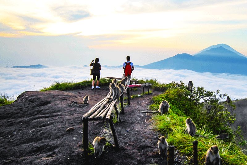 Here are often many monkeys on the top. They depend on your breakfast, Bali