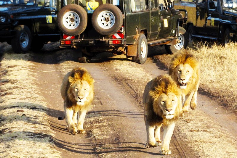 You'll definetely meet the lion on your way to the crater, Arusha