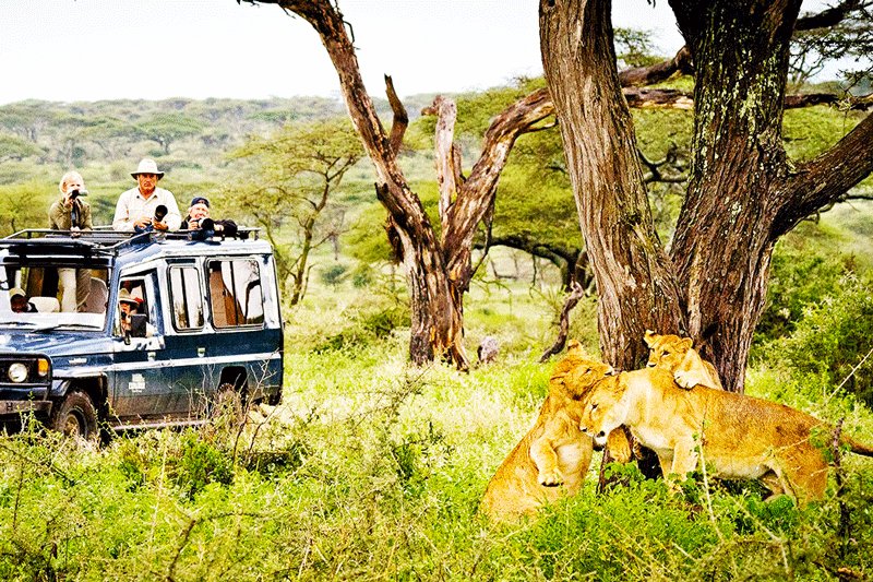 tanzania big game safaris arusha